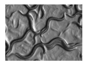 C. elegans wild-type (N2) hermaphrodites. The larger worms are just over 1-mm long and have 959 cells. They grow from fertilized egg to reproducing adult in about 3.5 days.